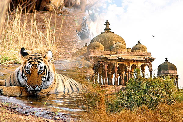 Jaipur To Ranthambore Tempo Traveller